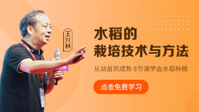 水稻的栽培技术与方法